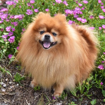 てんちんです☆ポメラニアン's profile picture
