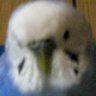 Profilbild von taryajis