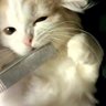 みゅ～パパ🐾 profil fotoğrafı