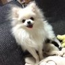 シエル 的头像