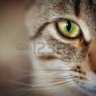 MGDollcce profil fotoğrafı