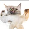 cjnchimaera's profile picture