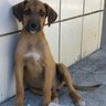 Breno 🐶 的头像