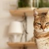 Shadow Cat's profile picture