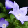そら profil fotoğrafı