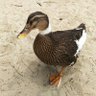 〆鯖 profil fotoğrafı