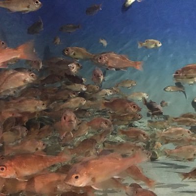 新潟市水族館マリンピア日本海PR【公式】's profile picture