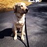 Steven Dorian's profile picture