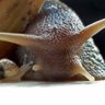 Brianthesnail 的头像