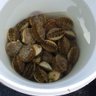bucket of scallops's profile picture