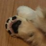 たまこしゃん 的头像