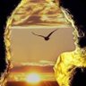 Lari Nuss's profile picture
