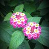 Profilbild von Lantana*c