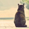 Фото профиля しにねこ