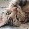 マミリン's profile picture
