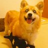 もかまま's profile picture