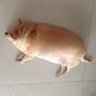 pogo's profile picture
