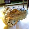イグアナ・リョータ's profile picture