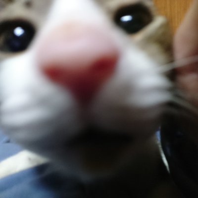 にャん's profile picture