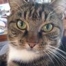 Helen Harrison's profile picture