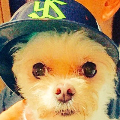 つばめとしろいぬ's profile picture