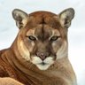Cougar_77's profile picture