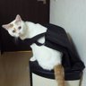 Profilbild von ボンヤリスキー