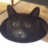 Wolfie's profile picture
