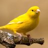 Canary Ahmed's profile picture