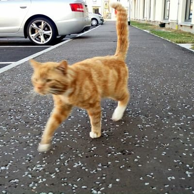 thegoodcatboy's profile picture
