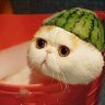 Profilbild von 氷雨