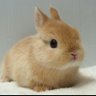༺ちびたん༻'s profile picture