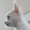 kr-36@元素記号なCMDR profil fotoğrafı