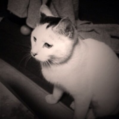 mataro_neko's profile picture