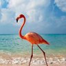 Nicole McElwaine profil fotoğrafı