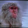 The 99th Monkey 的头像
