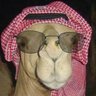 Profilbild von Tangkap Onta Kabur