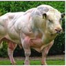 HEAVY DUTY BULL 的头像