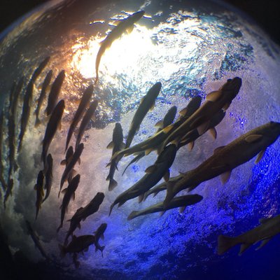 北の大地の水族館（山の水族館）'s profile picture