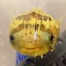 にし's profile picture