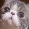Profilbild von 猫のムスカ🐈いなぼー𓃠🅘🅝🅐🅑🅞̄𓃟𝕄𝕌𝕊𝕂𝔸𖣊𝐁𝐀𝐋𝐔𝐒𖡛