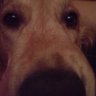 StupidDOG🇾🇪🇷🇸's profile picture