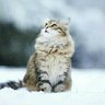Profilbild von こん