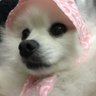 ポメポメ's profile picture