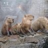 黄金の鳥 的头像