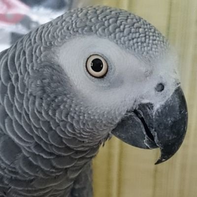 こづき's profile picture