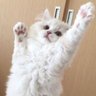 わんにゃんこ profil fotoğrafı