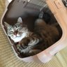 Фото профиля むくねこ