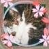 猫避妊5千円病院有！ 的头像