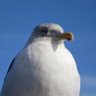 かもめ profil fotoğrafı